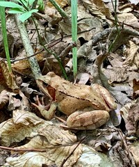 Frog in the autumn forest. Photography of wildlife. Study of the environment