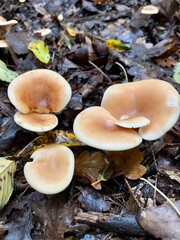 Mushroom landscape in the autumn forest. Mushrooms in autumn leaves. Bouquet of autumn mushrooms. Environmental photography