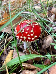 Mushroom landscape in the autumn forest. Mushrooms in autumn leaves. Amanita mushroom. Environmental photography 