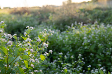 用水路に群生する秋のミゾソバ（Polygonum thunbergii）の花と葉／タデ科