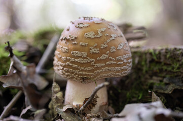 champignon dans la forêt
