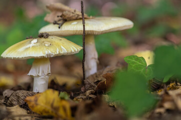 champignon dans la forêt