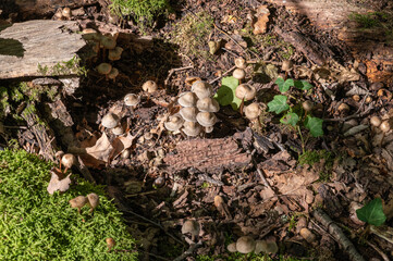 Fototapeta premium champignon dans la forêt