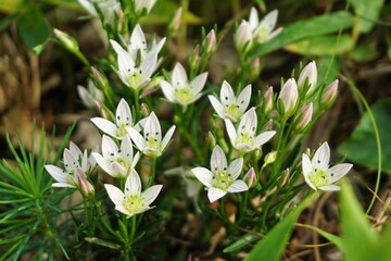 センブリの花　薬草