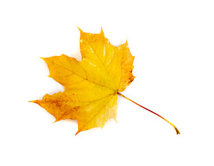Maple Leaf Isolated. Colored Autumn Tree Leaves
