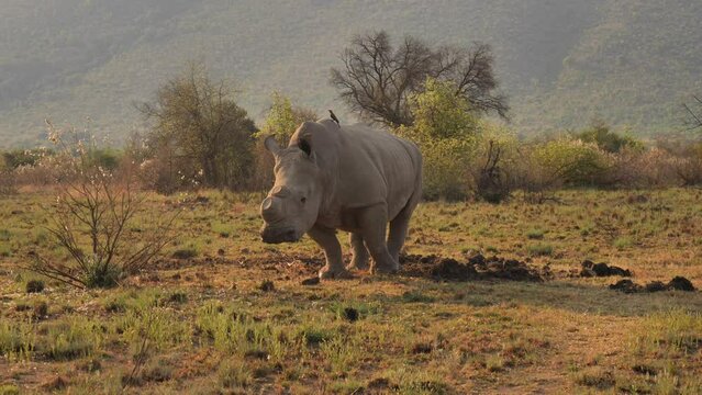 Backlit white rhino standing by dung midden, slowly walks away