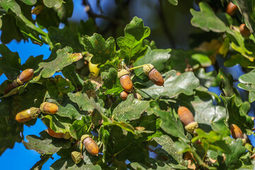 Ripe acorns of oak lying on the branch. Quercus robur, commonly known as pedunculate oak, European...