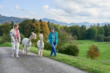 View of alpacas walking with Caucasian women in greenery field