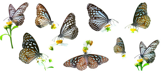 set of butterflies isolated