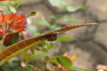 The caterpillar is eating the underside of the leaf, brownish green, background blur

