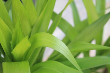 The suji leaf plant is used as a natural green dye