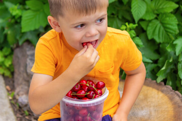 The child eats cherries in the garden.