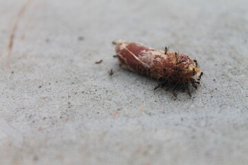 A group of ants swarming date palms on the floor

