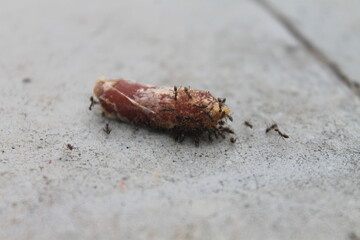 A group of ants swarming date palms on the floor

