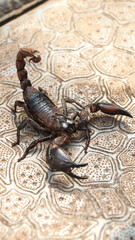black scorpion ready to strike with its tail sting, covered in mud standing on the ground on a bright morning