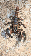 black scorpion ready to strike with its tail sting, covered in mud standing on the ground on a bright morning