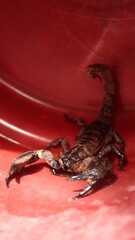 venomous black scorpion with large pincers hiding under the shade to escape from the afternoon sun