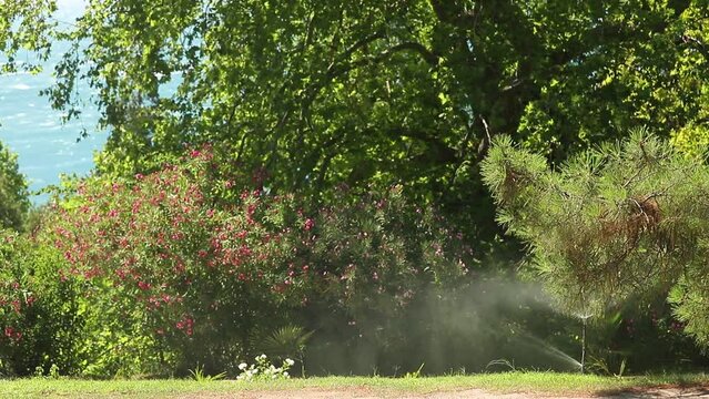 Automatic watering of a park area with green grass and trees gleaming in the wind, Oleander bushes with pink flowers on a sunny summer day against the backdrop of the blue sea.