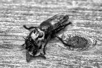 Yellow murder fly or robber fly as black and white image with a bumblebee as prey