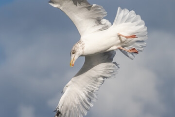 Gull diving for food above the sea