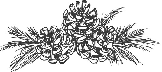 cones on a branch hand-drawn, vector illustration