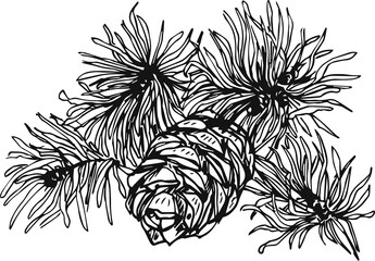 cones on a branch hand-drawn, vector illustration