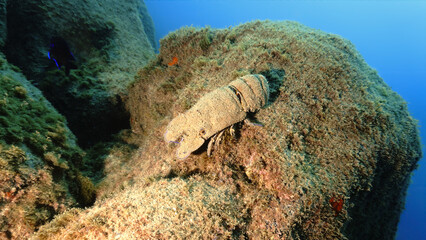 Underwater photo of a Slipper lobster at a reef