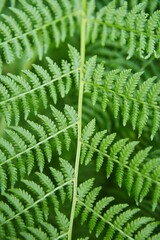 Green fern leaf growing in nature. Wildlife and forest.