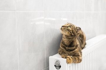Domestic cat lies on a warm heating radiator indoors. The animal is heated inside the house in cold weather.