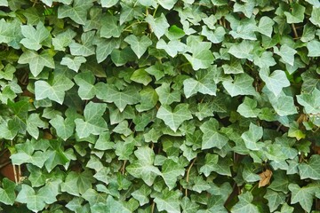 A texture from a surface overgrown with an ivy plant.