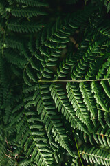 Fototapeta na wymiar Leaves of a natural, green fern close-up, selective, blurred focus. Fern in the forest background and texture. Dark green fern leaves close-up.