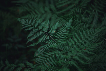 Leaves of a natural, green fern close-up, selective, blurred focus. Fern in the forest background and texture. Dark green fern leaves close-up.