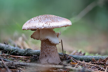 Detail shot of an older edible blusher mushroom, Amanita Rubescens, on the forest floor