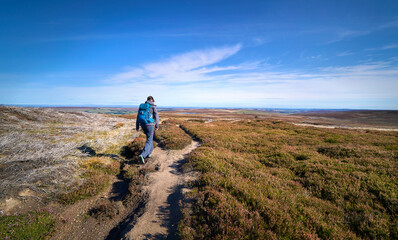 A female hiker walking in the remote heather moors below Bolt's Law near Blanchland in Northumberland near the County Durham border in England, UK.