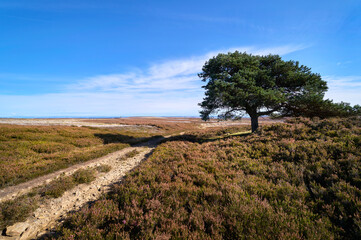 A lone tree on the remote heather moorland on a sunny day below Bolt's Law near Blanchland in Northumberland, England, UK.