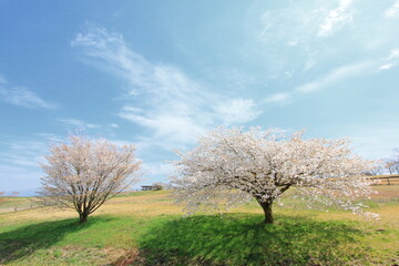 牧場に咲く桜の木