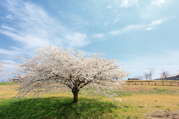 全盛期の桜の木