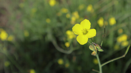 Selective focus of Arugula flower with bokeh background. Rucola (Eruca sativa) with yellow flowers