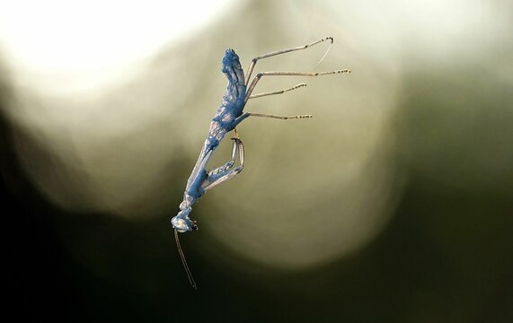 Closeup of a falling amantis insect on the dark background
