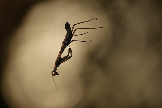 Closeup of a silhouette of a falling amantis insect on the dark background