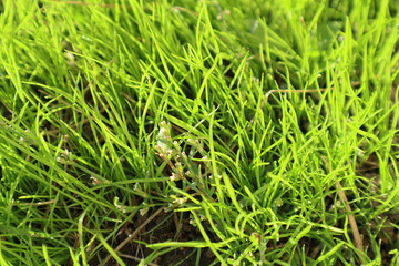 Fresh green grass background in sunny summer day in park. Spring background