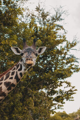 A giraffe standing tall in its natural habitat. 