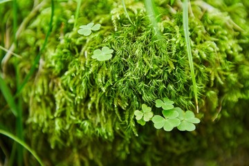 Leaves of young clover on a stump with moss. The combination of plants in the wild.