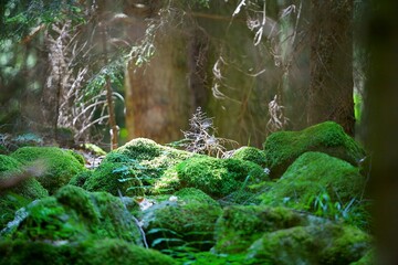 Spikelet and stones covered with moss in the forest thicket. A ray of light through the branches of trees.