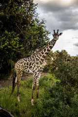 A giraffe standing tall in its natural habitat. 