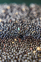 Seeds of Seeds of Stem Amaranth