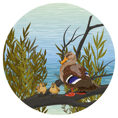 round composition. A duck and ducklings stand on a branch of a fallen tree on the shore of a lake. countryside. Vector realistic landscape.