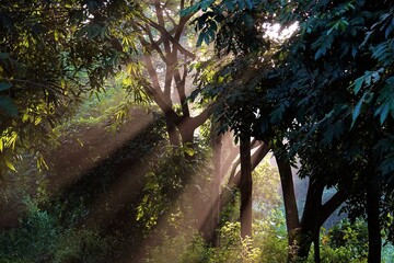 Naklejka premium Beautiful landscape of a dreamy green forest with sun rays