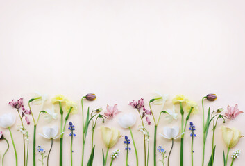 Blossoming light yellow daffodils and white tulips, pink hyacinths and spring flowers festive...
