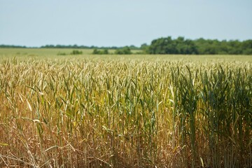 Ripe cereal ears wheat in the field. Crop grown on the farm.